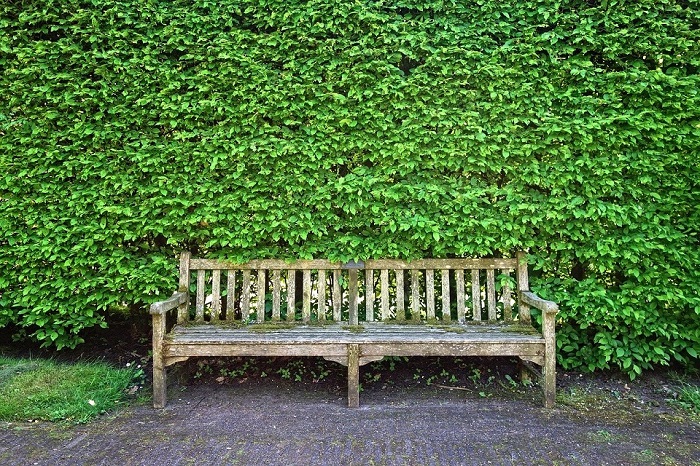 hedge-with-bench.jpg