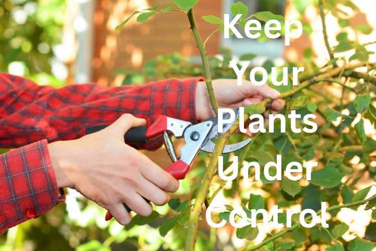 climbing plants all over a house