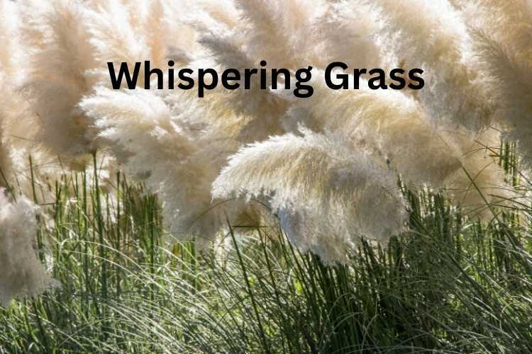 ornamental grass in the breeze